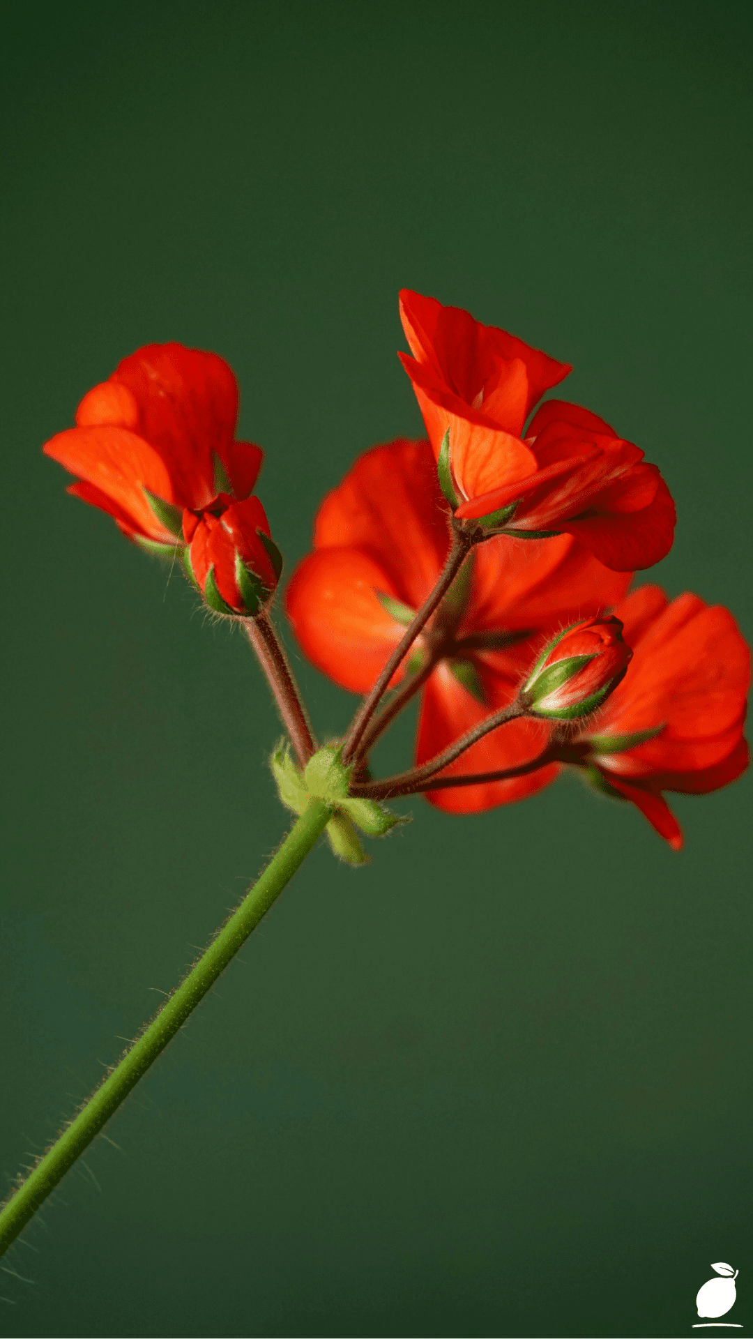 How to Grow and Care for Geraniums in Pots