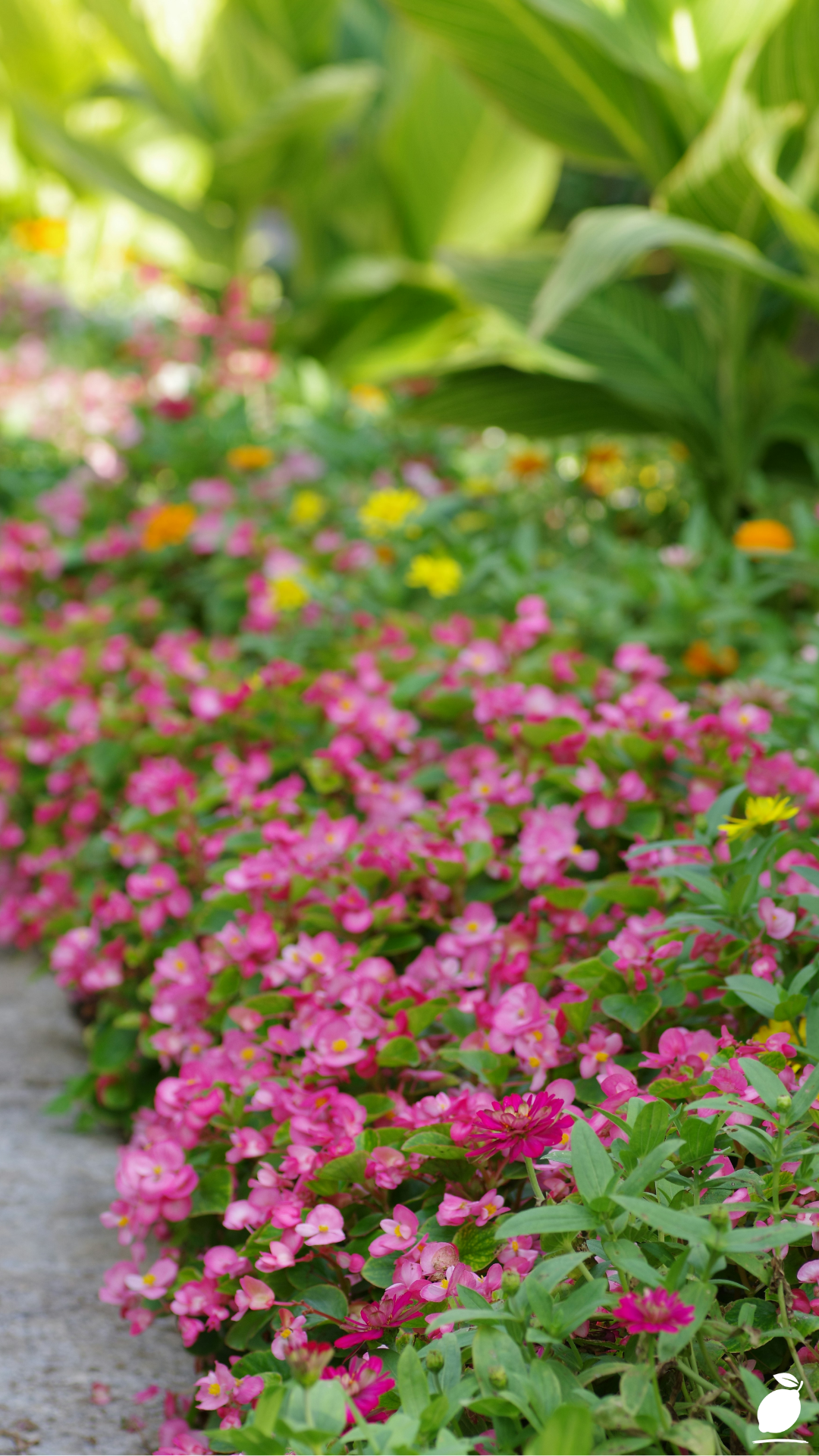Best Shade Annuals: Flowers and Foliage Plants For Shade