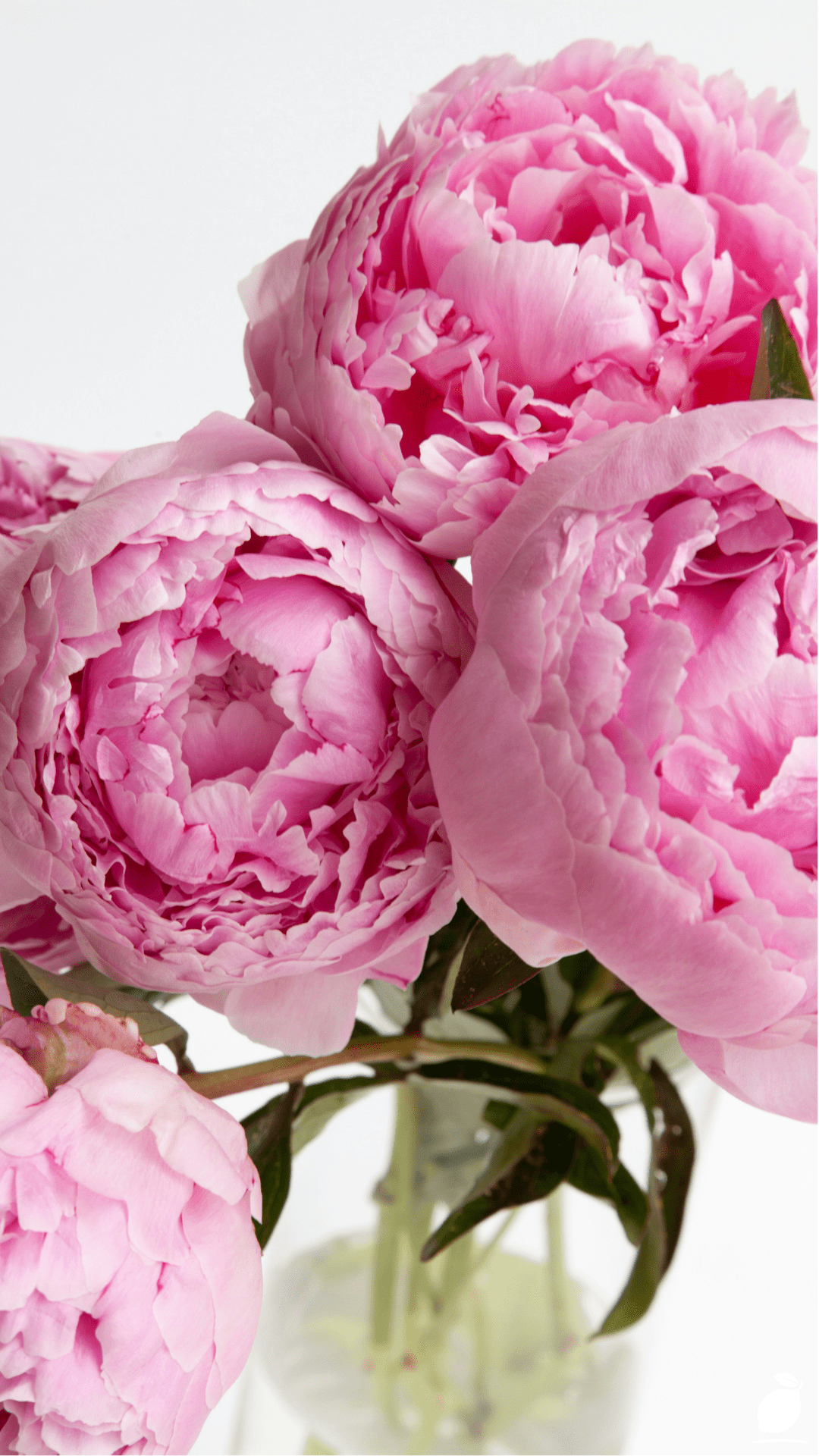 Long Lived Perennials That Thrive No Matter What