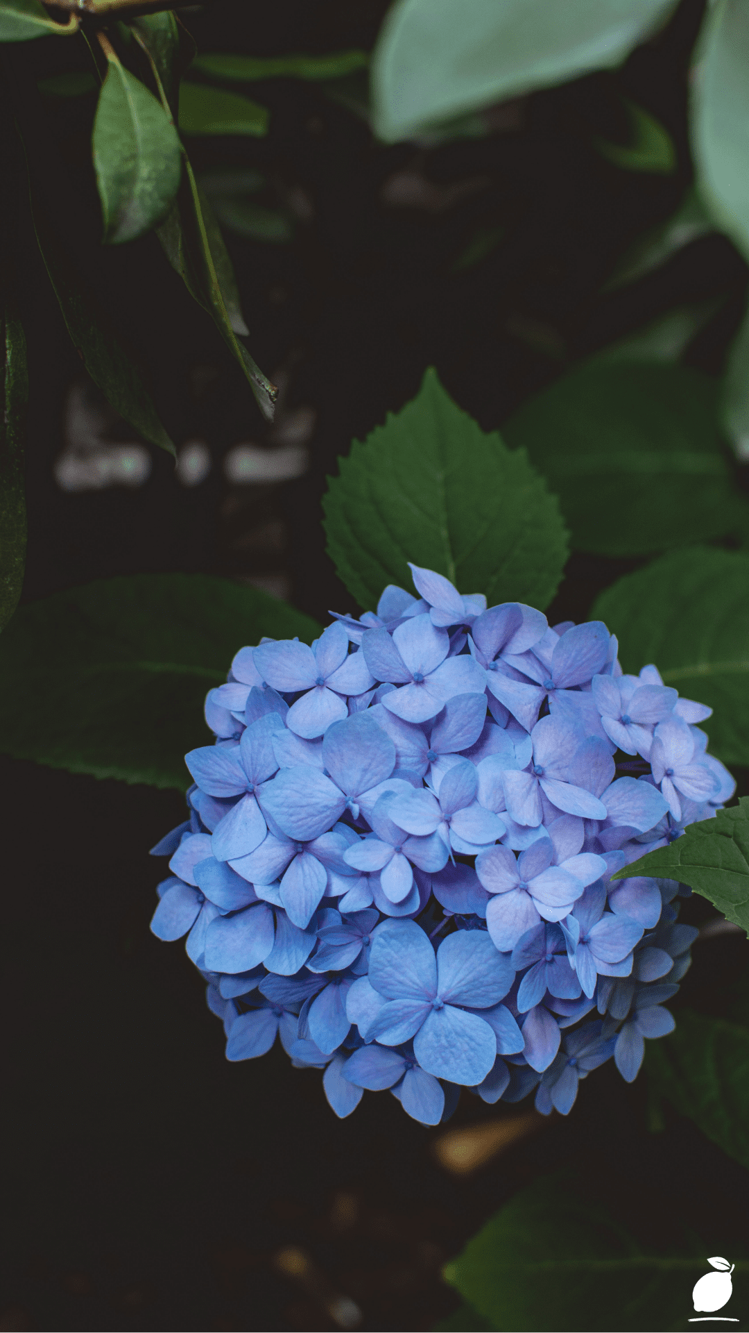 When to Pruning Hydrangeas
