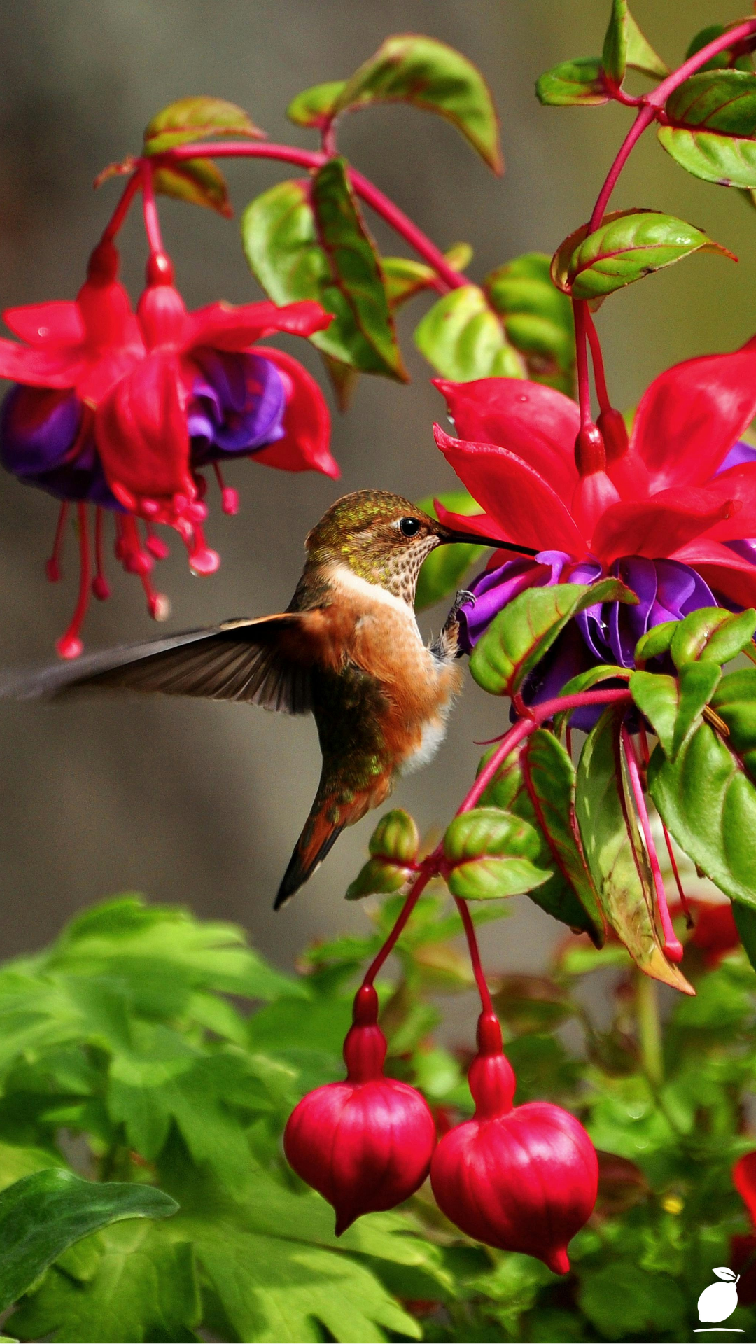 Hummingbird Plants