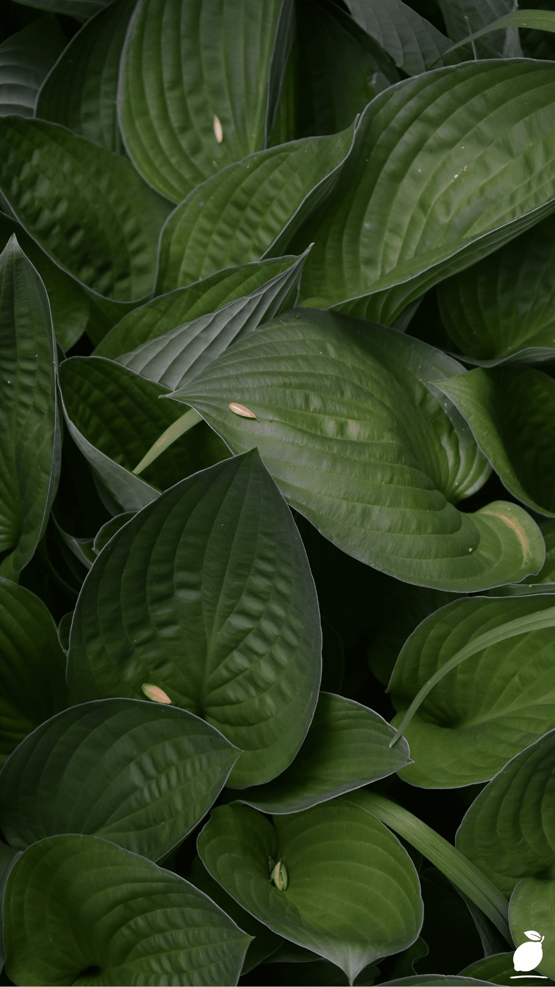 Hosta Companion Plants (What To Plant With Hostas)