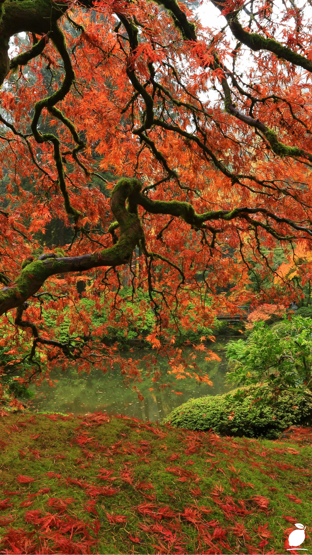 Things You May Be Surprised To Know About Japanese Maple Tree Landscape