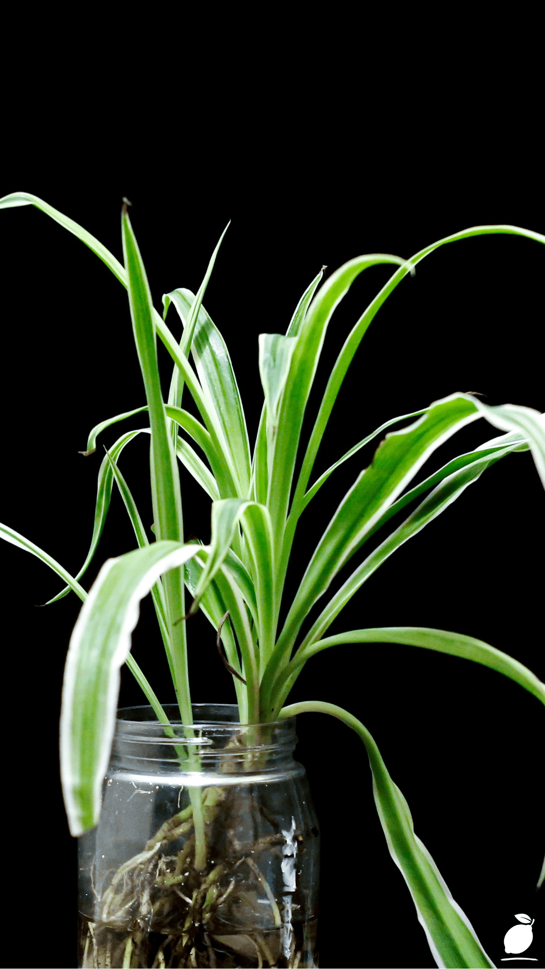 Citronella Plant Guide: How to Grow & Care