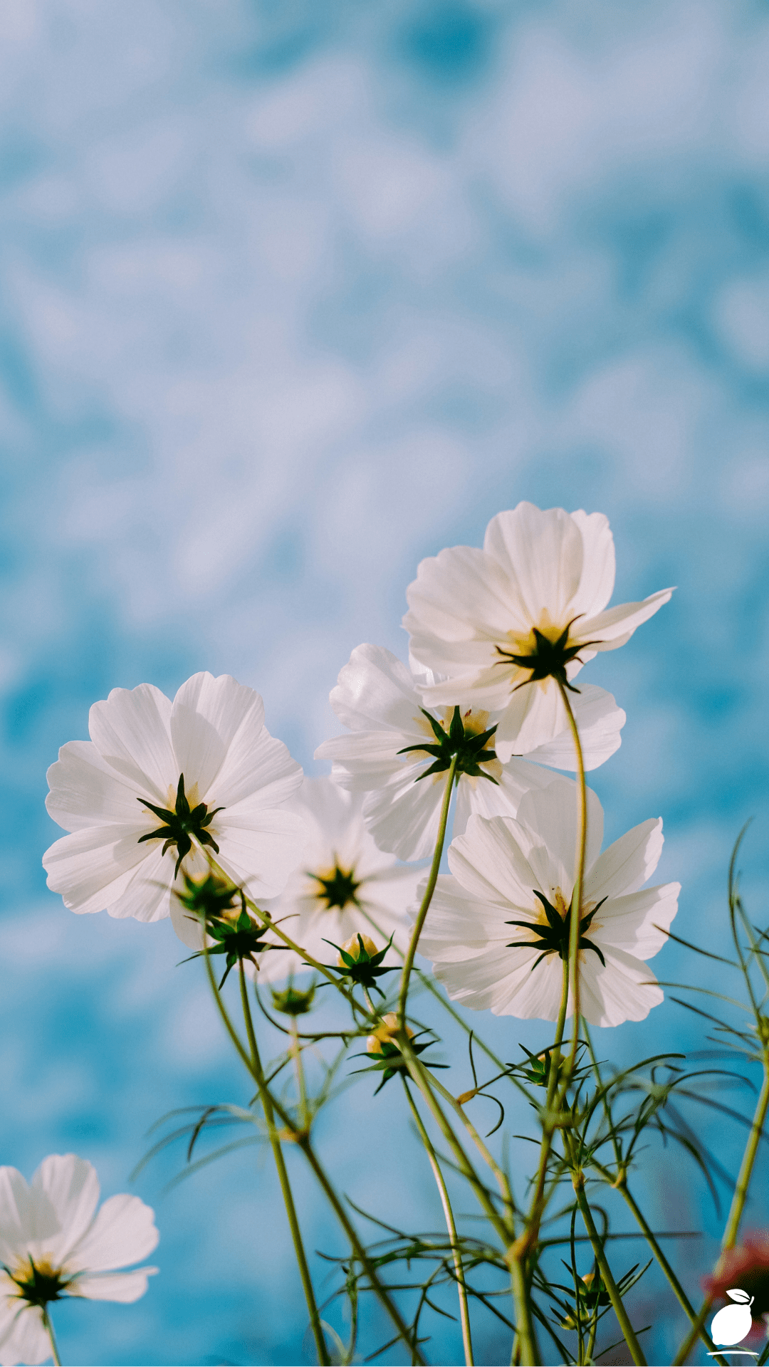 Summer Flowers That Love Full Sun and Heat
