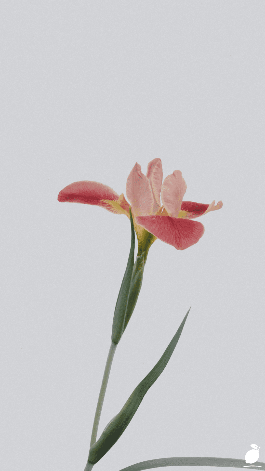 Flower Types: A Comprehensive Guide with Pretty Pictures