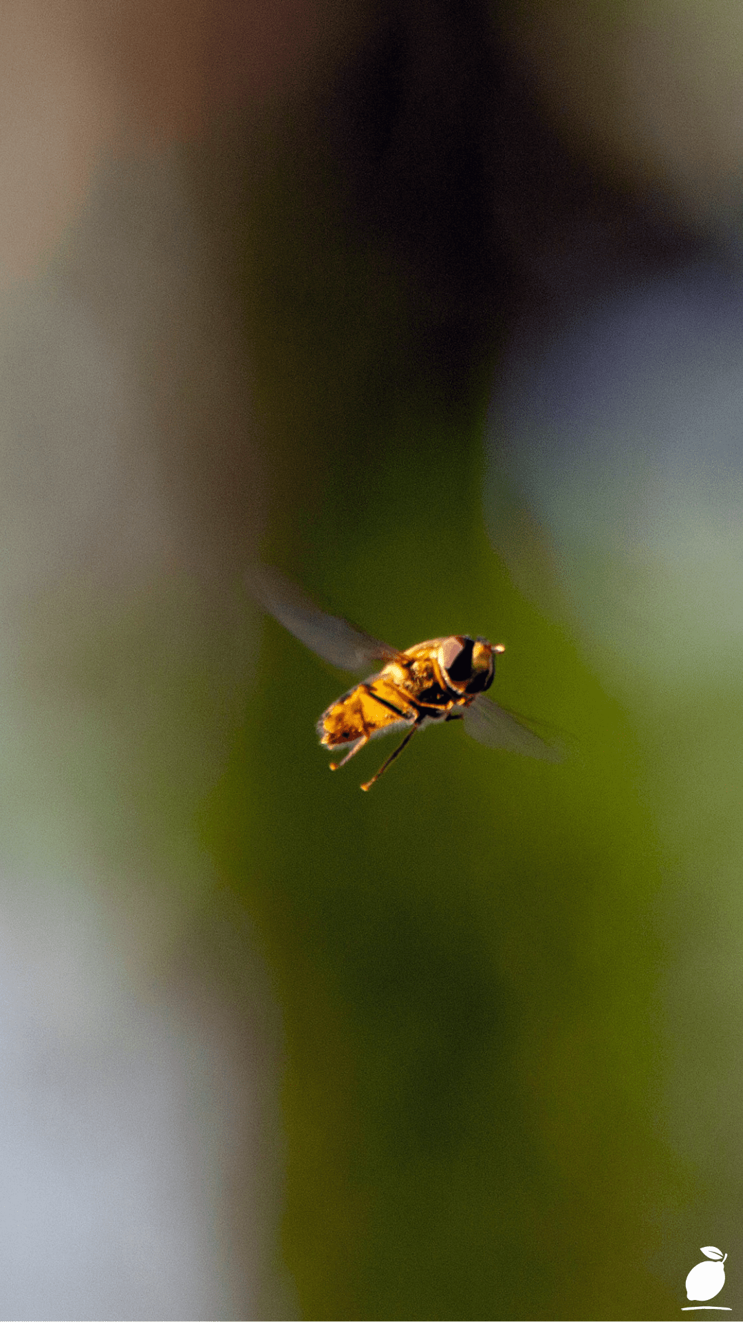 How to Get Rid of Gnats in the House Naturally