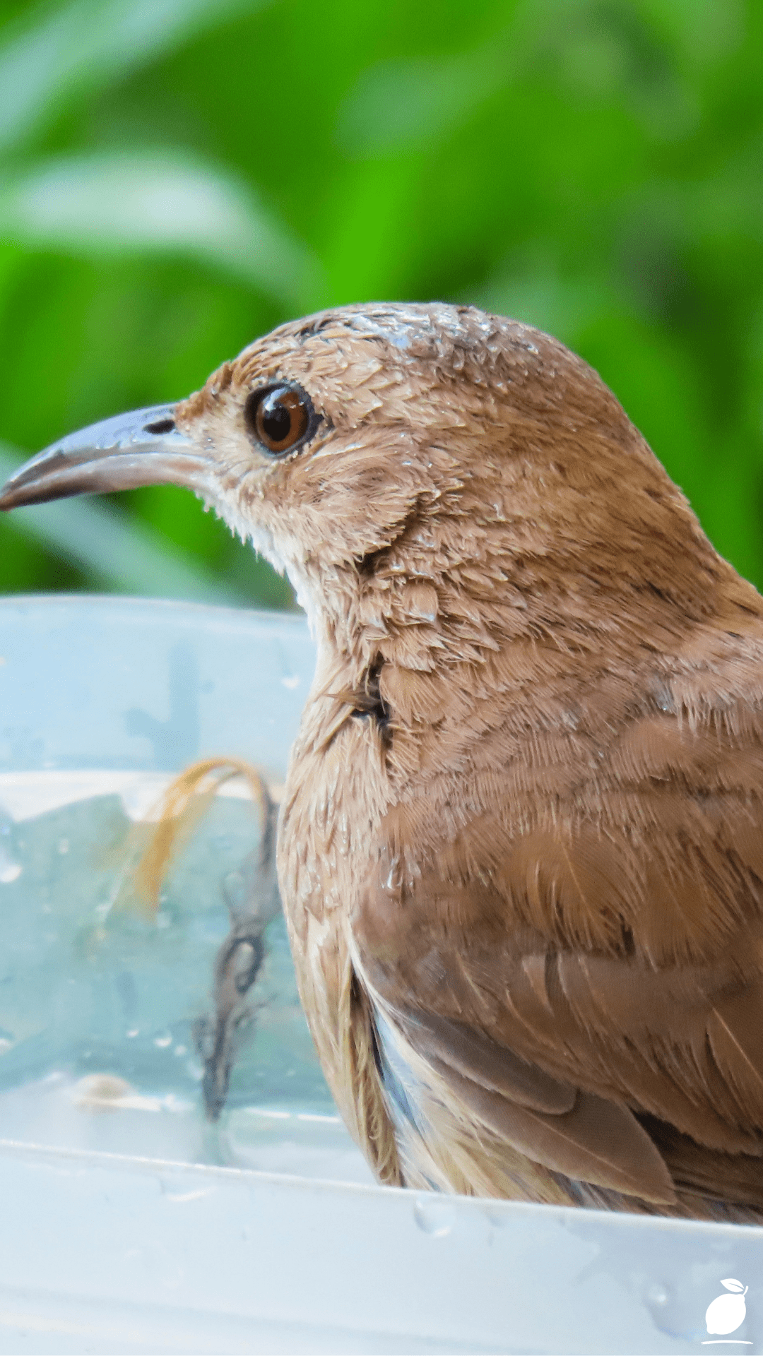 Create a Hanging Diy Bird Bath Using a Plastic Bottle