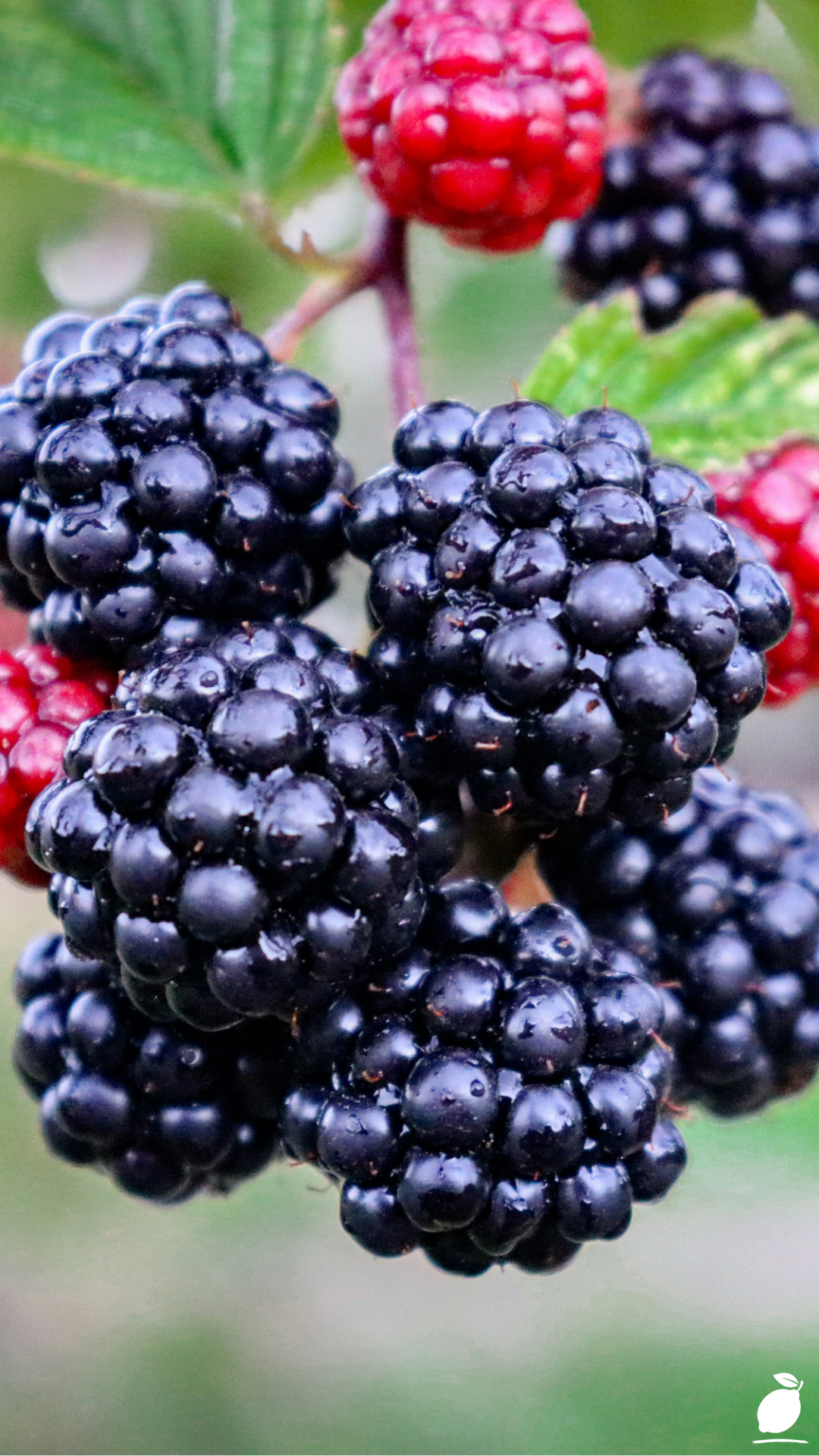The Best Place to Plant Blackberries