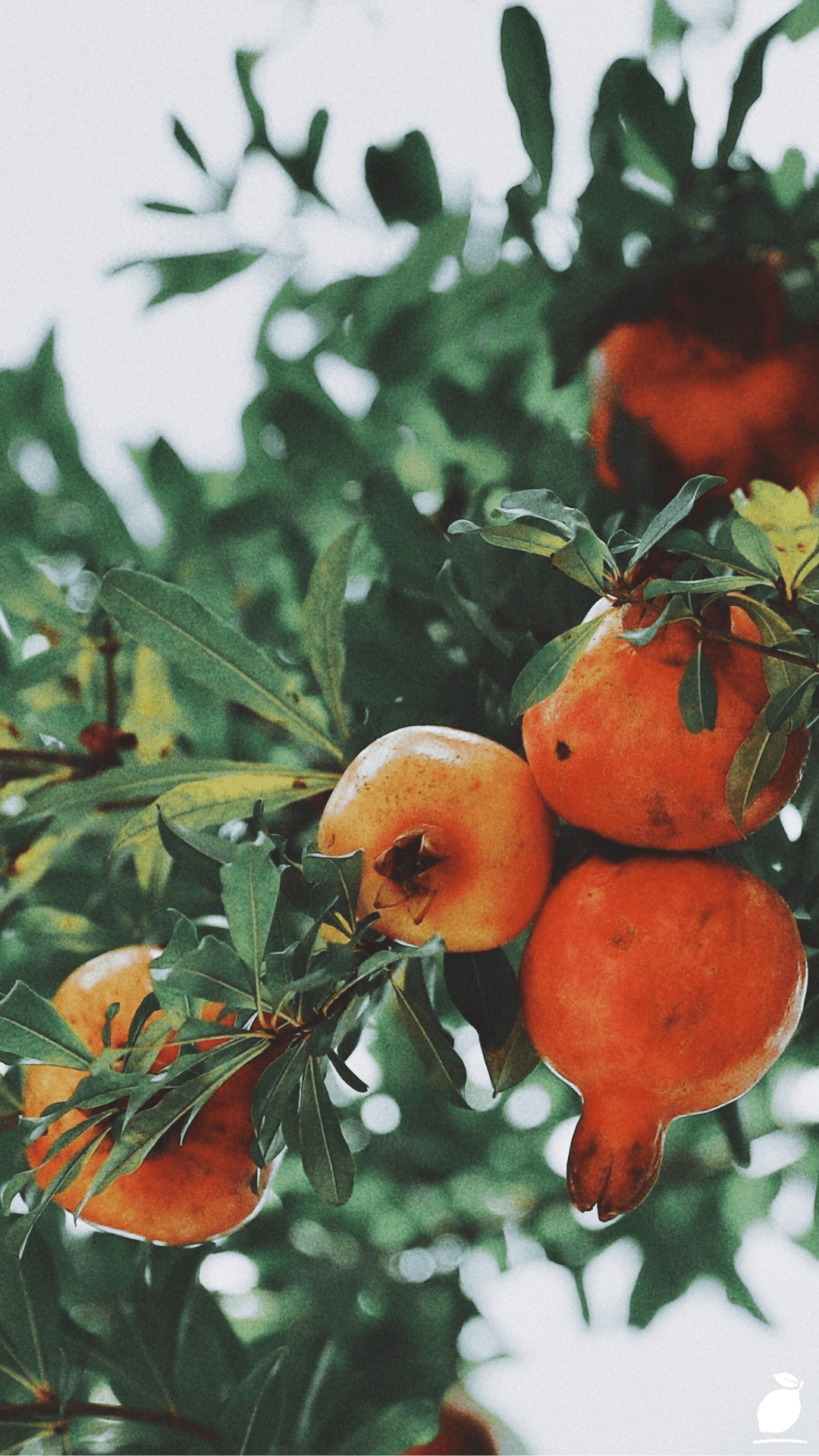 How to Grow a Pomegranate Tree in a Pot Easily