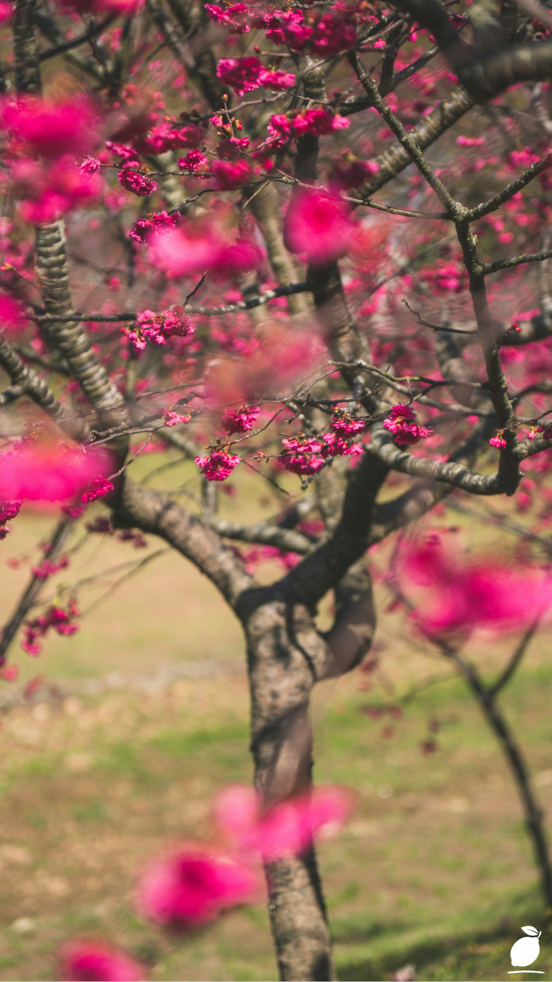 Tips For Growing Cherry Trees