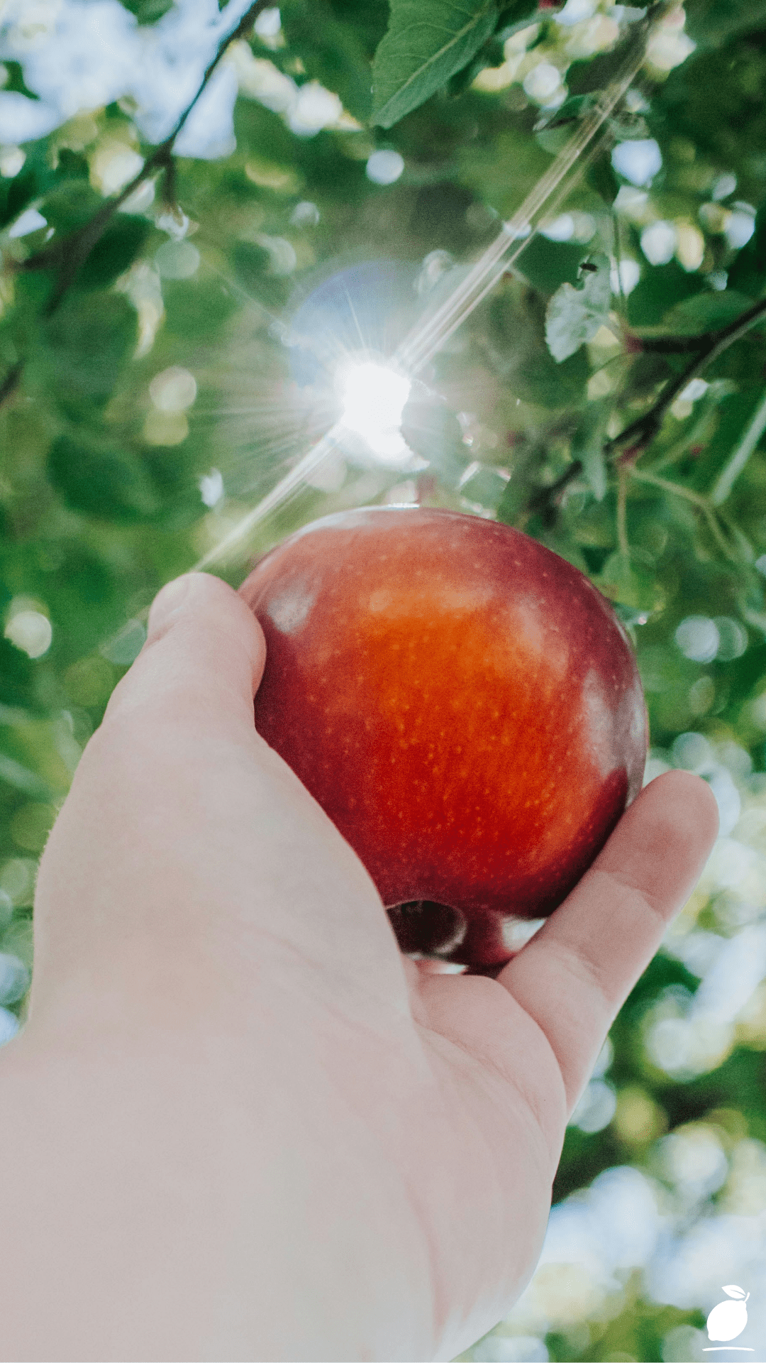 Tips For Growing Cherry Trees