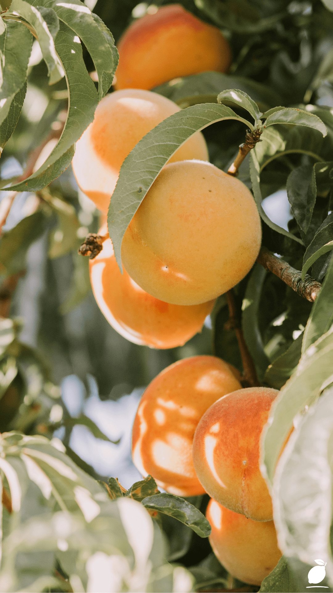 How To Keep a Peach Tree Small