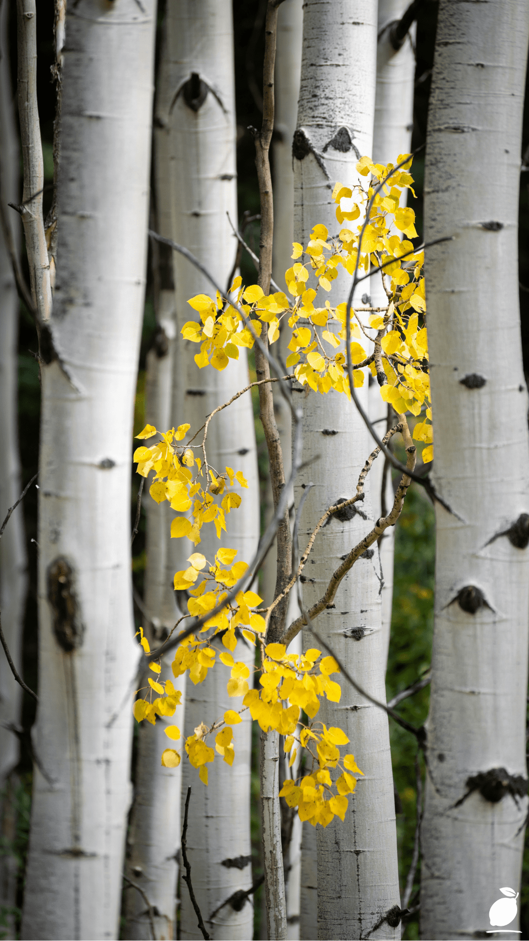 Dwarf Birch Trees For Landscaping