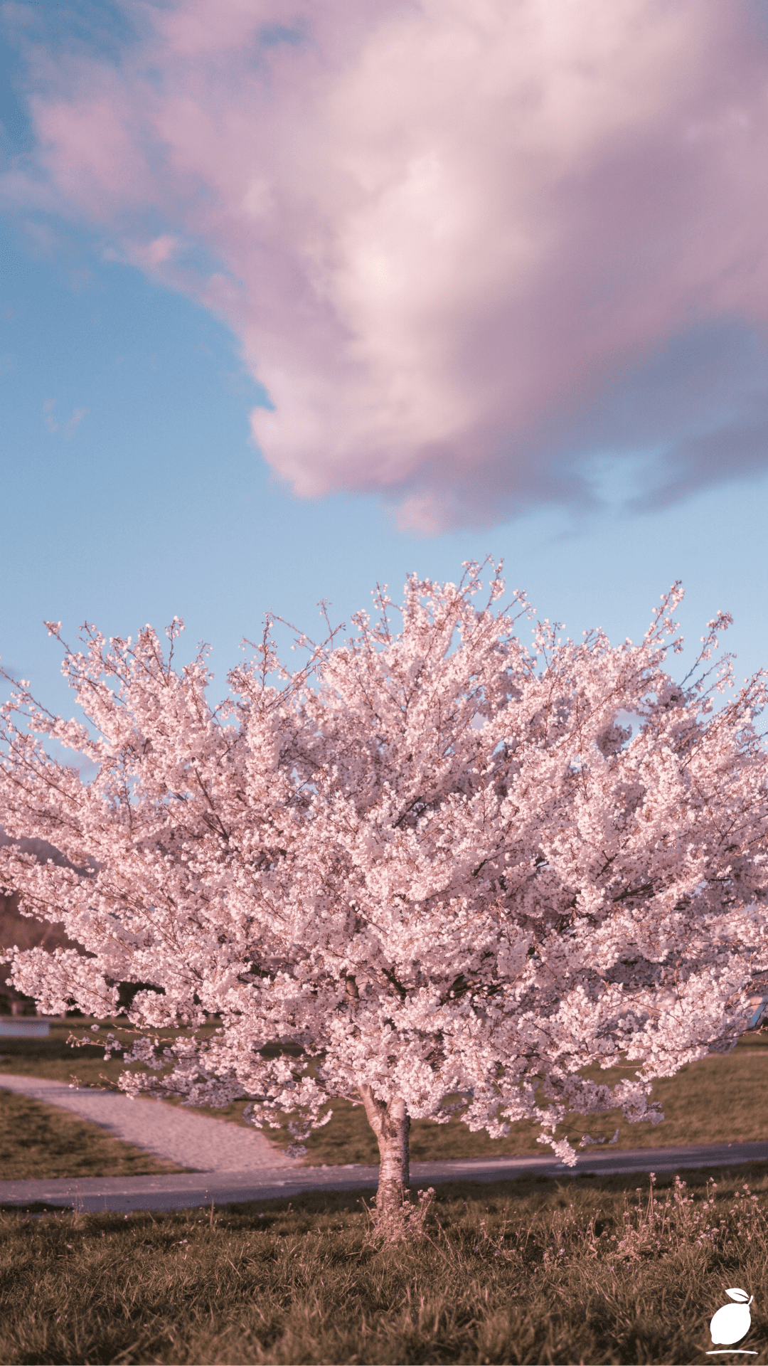 How to Grow a Cherry Blossom Tree