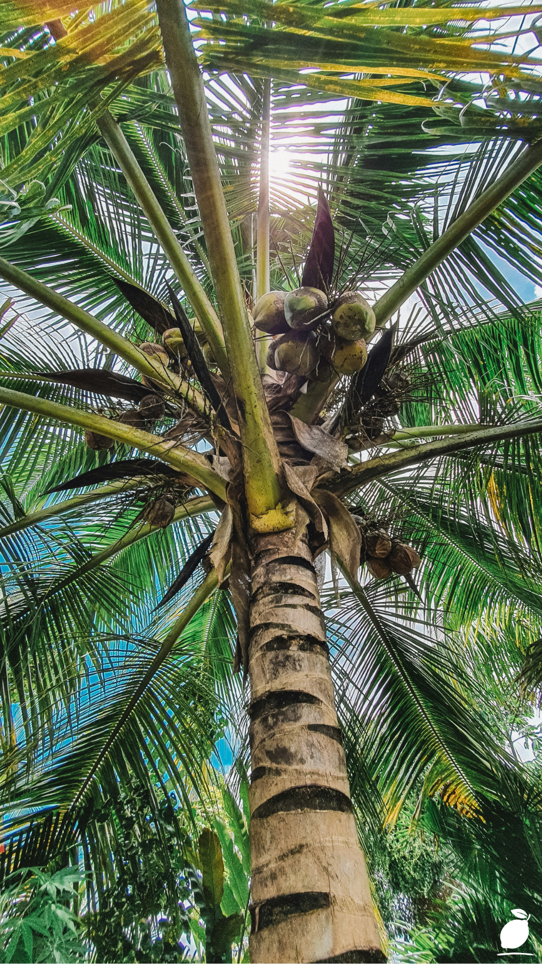 The Difference Between Palm Trees and Coconut Trees