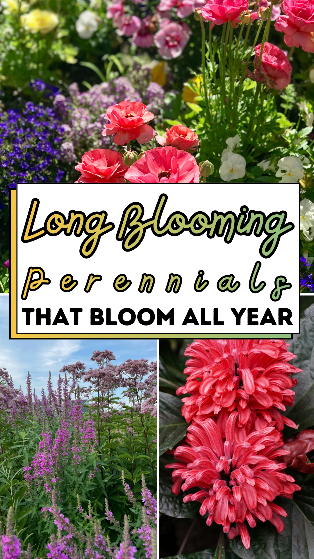 Long Blooming Perennials That Bloom All Year
