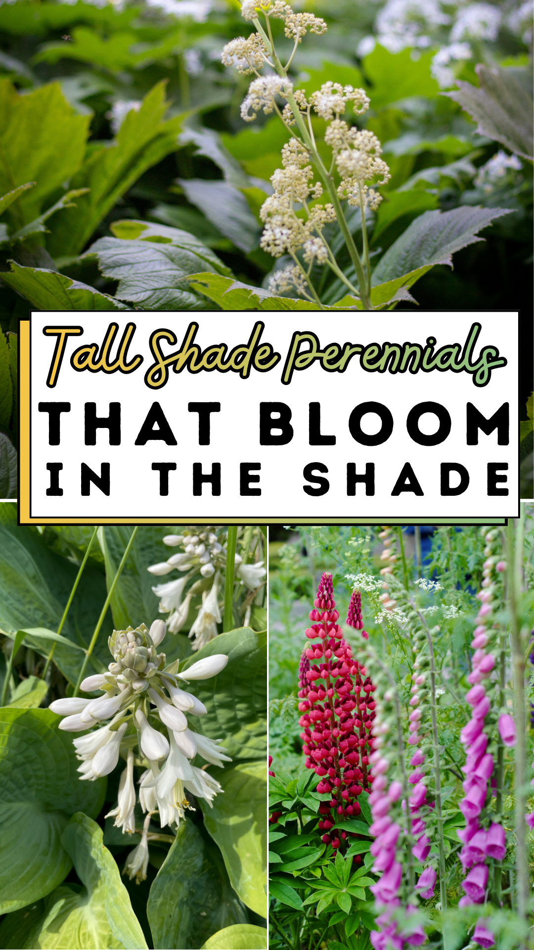 Tall Shade Perennials That Bloom In The Shade