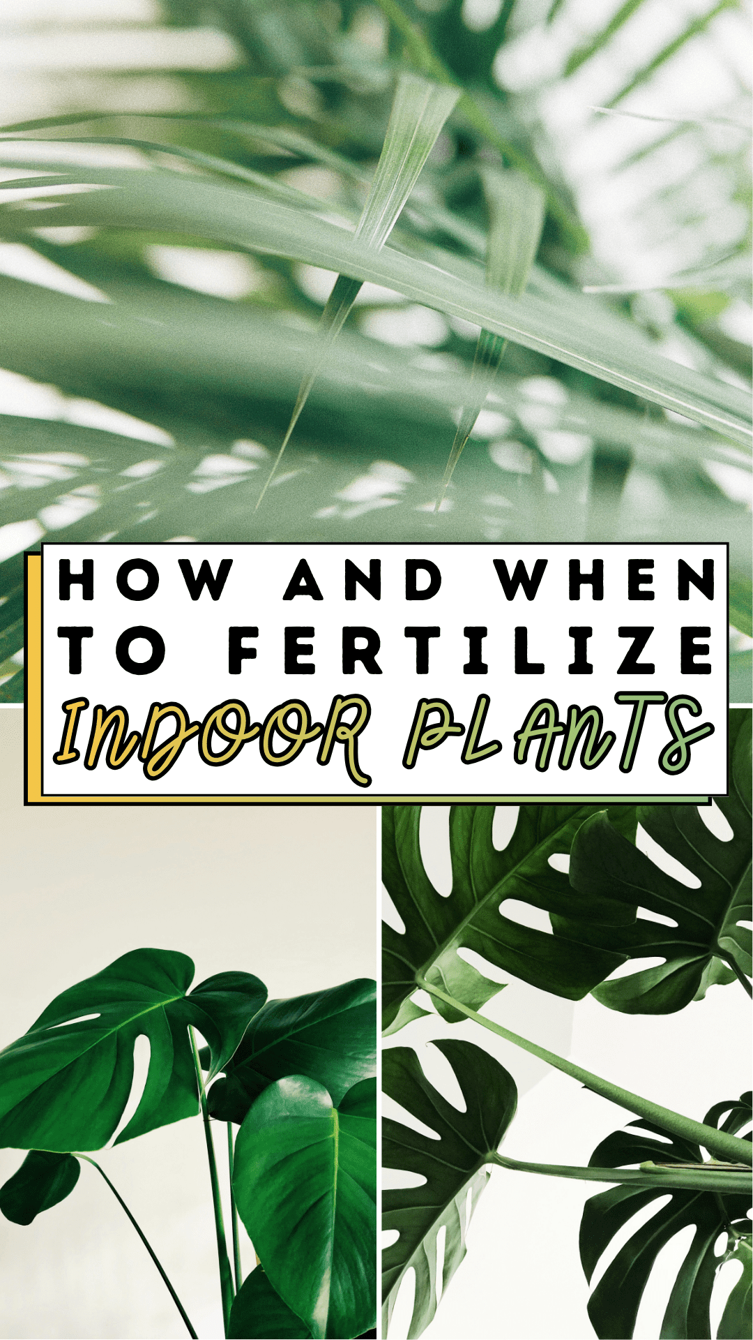 How and When To Fertilize Indoor Plants