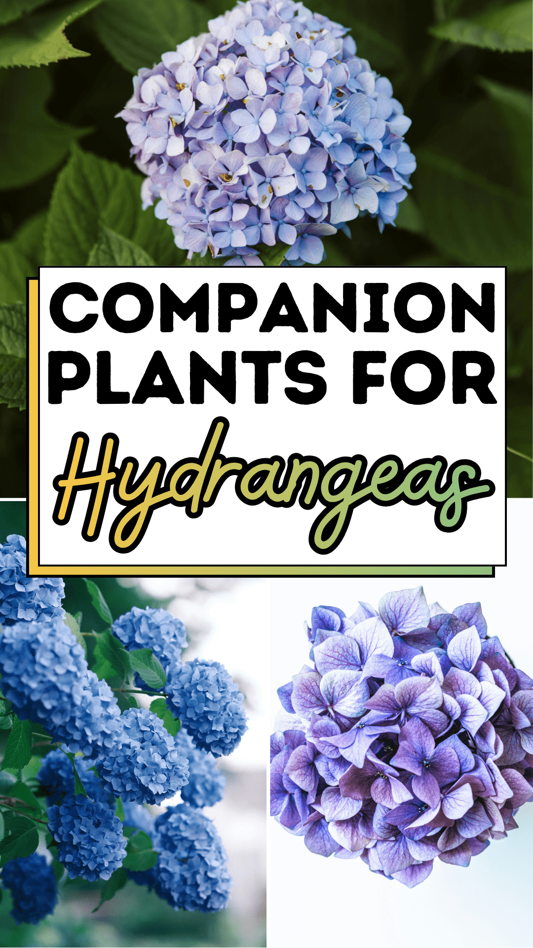 Companion Plants For Hydrangeas