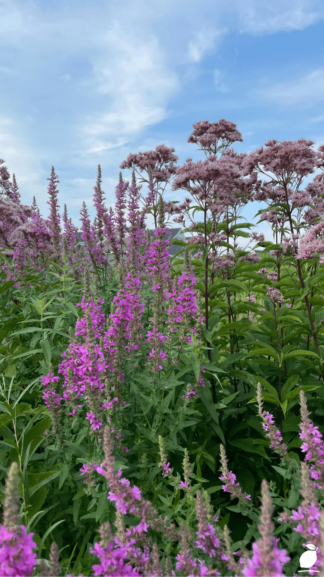 Long Blooming Perennials That Bloom All Year