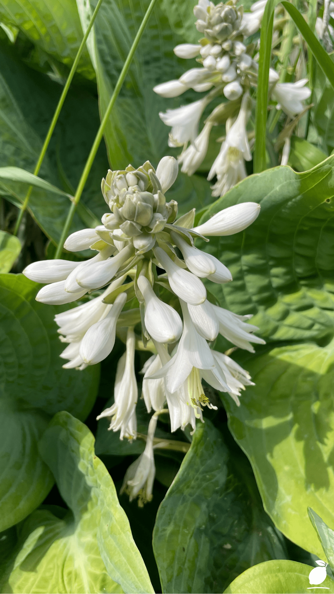 Tall Shade Perennials That Bloom In The Shade