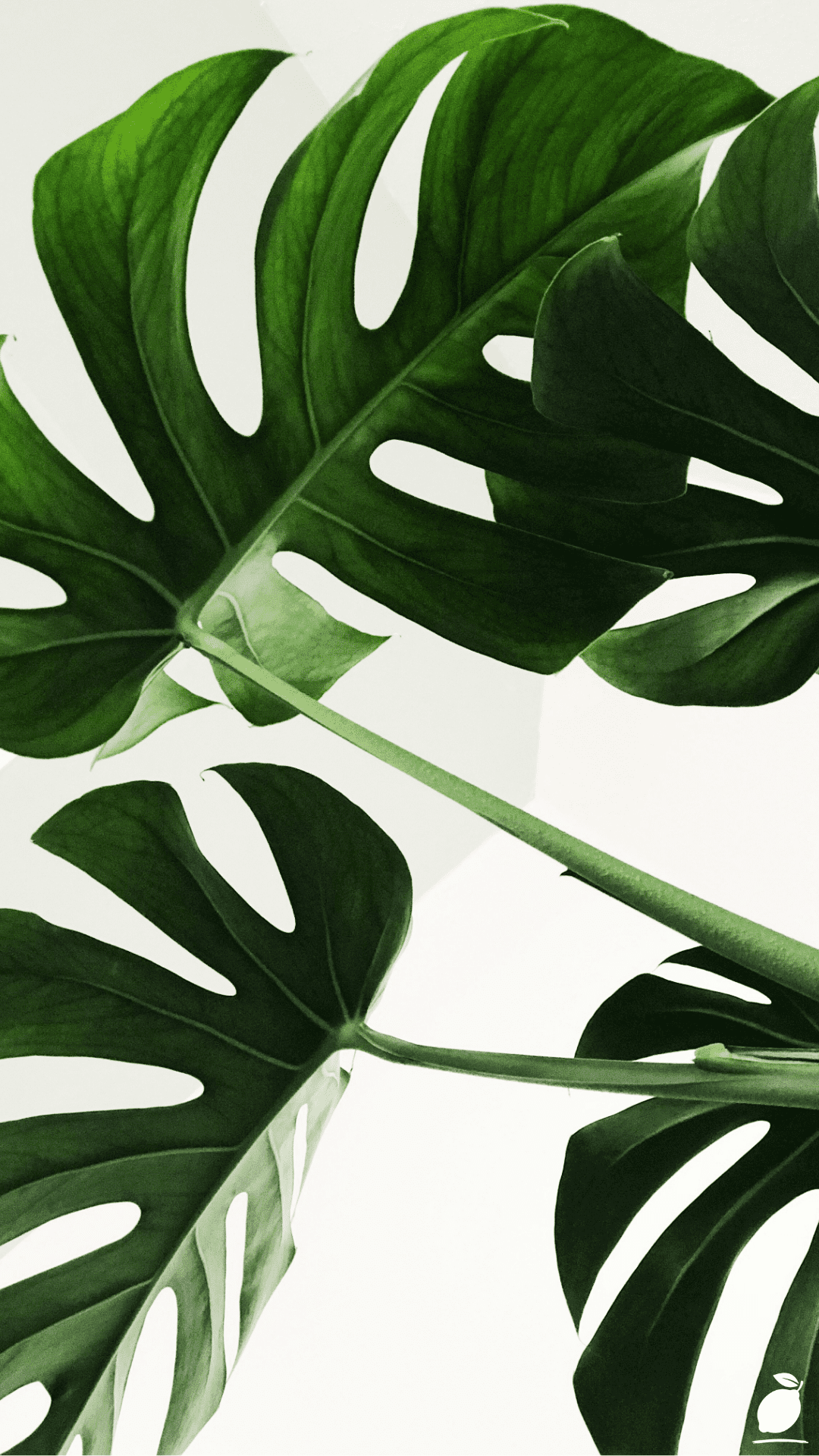 How and When To Fertilize Indoor Plants