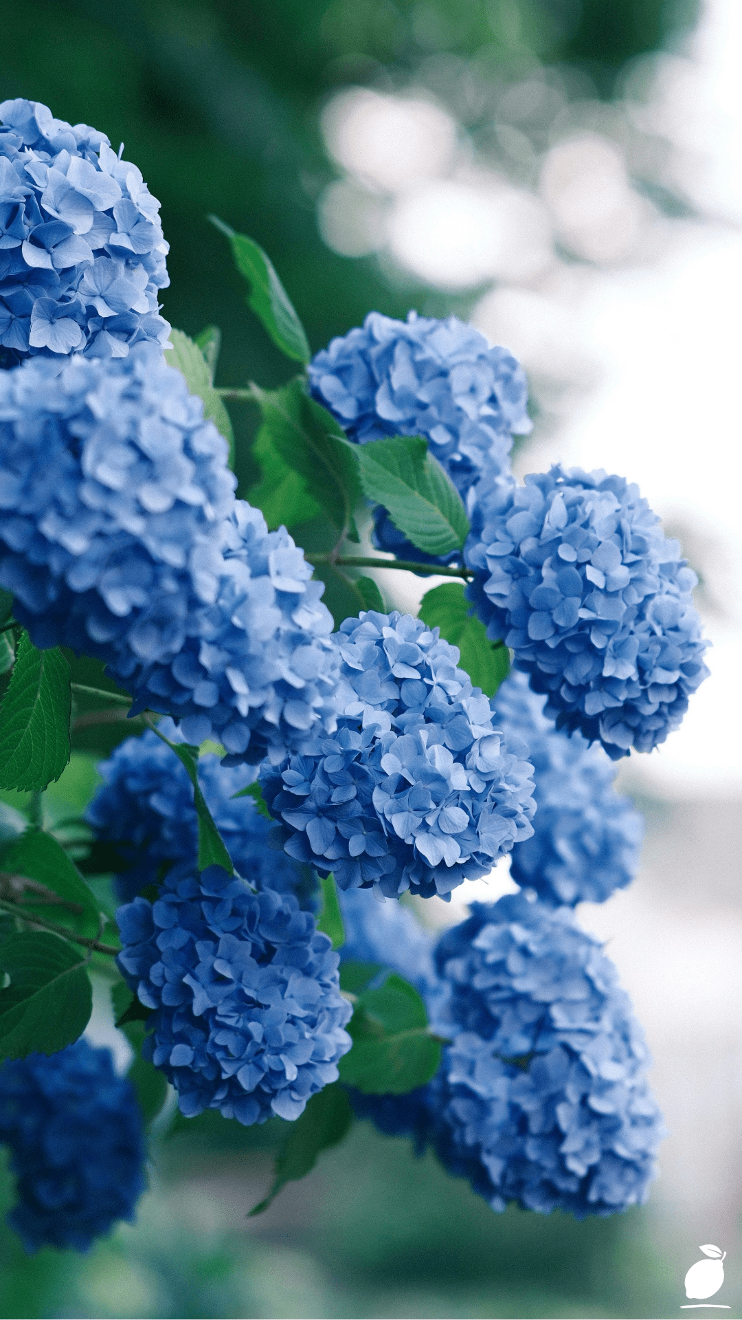 Companion Plants For Hydrangeas