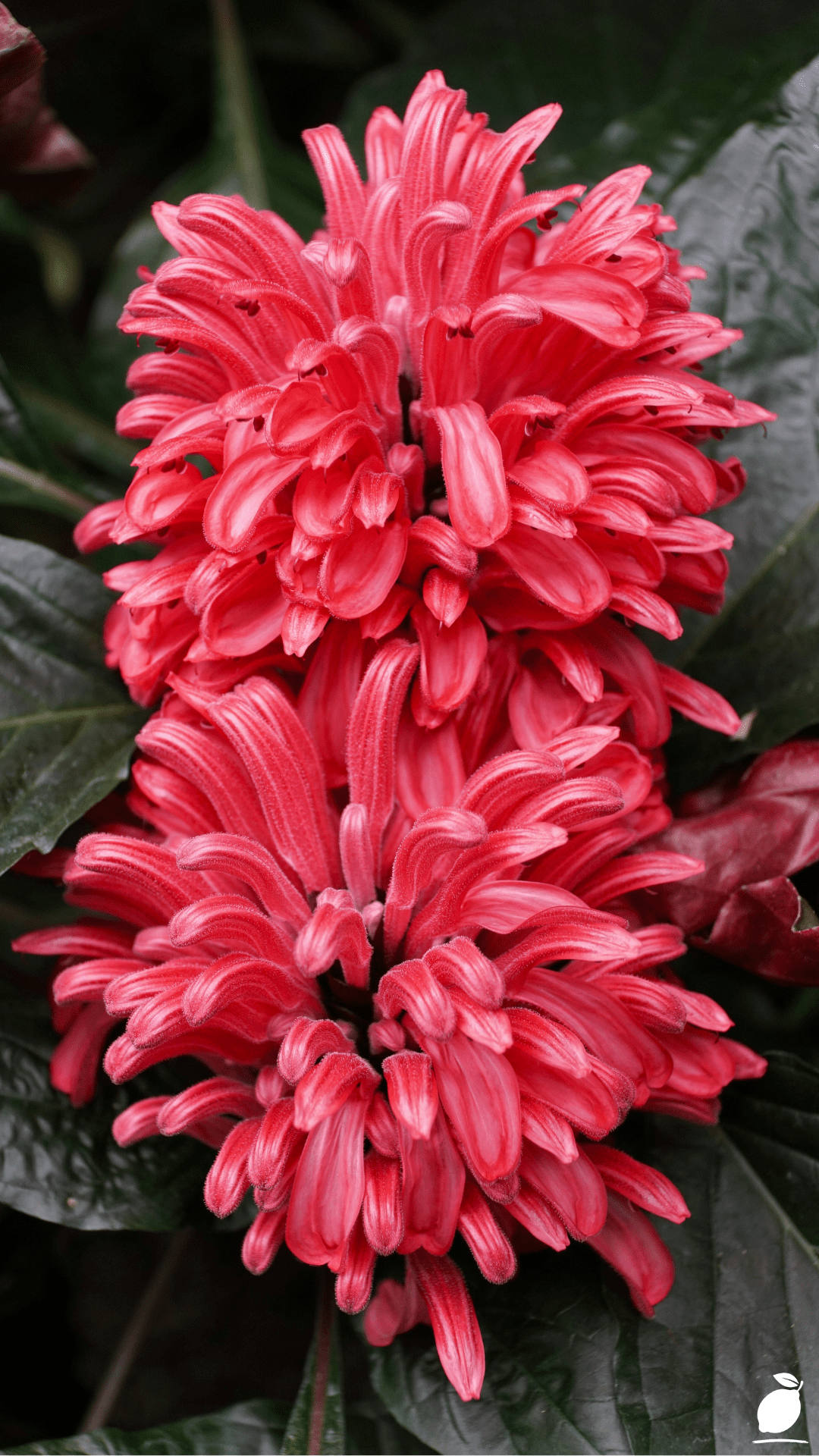 Long Blooming Perennials That Bloom All Year