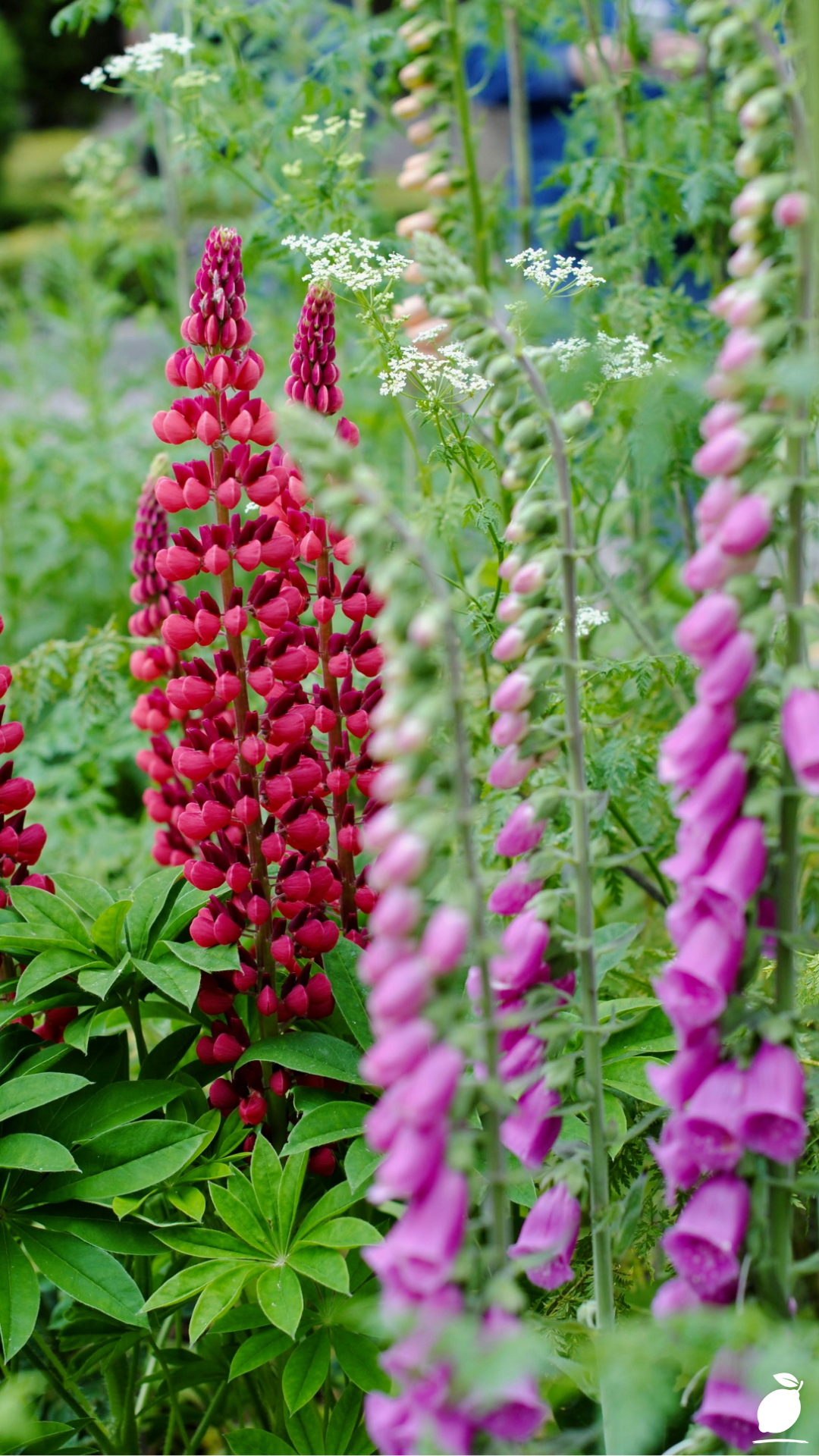 Tall Shade Perennials That Bloom In The Shade