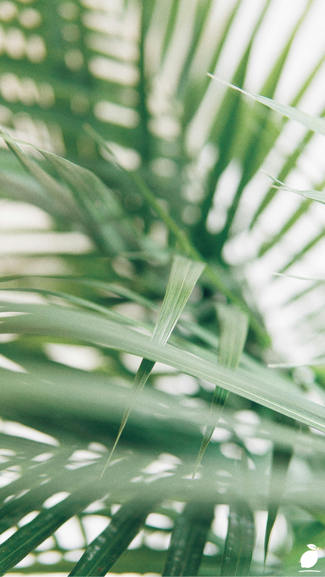 How and When To Fertilize Indoor Plants