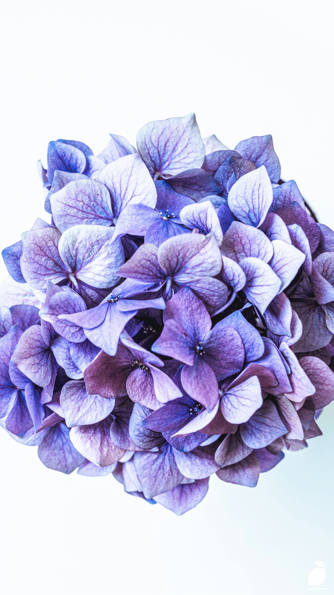 Companion Plants For Hydrangeas