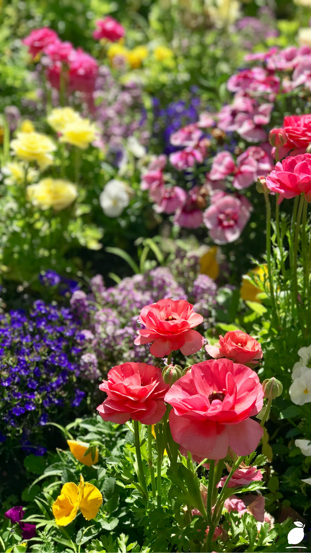 Long Blooming Perennials That Bloom All Year