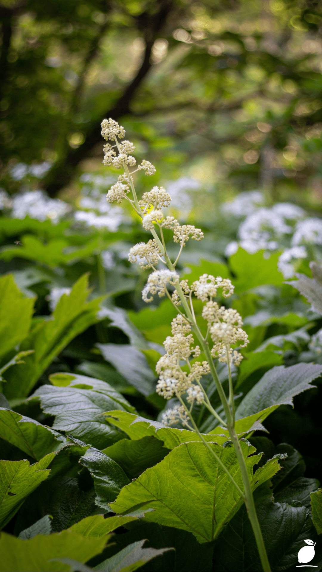 Tall Shade Perennials That Bloom In The Shade