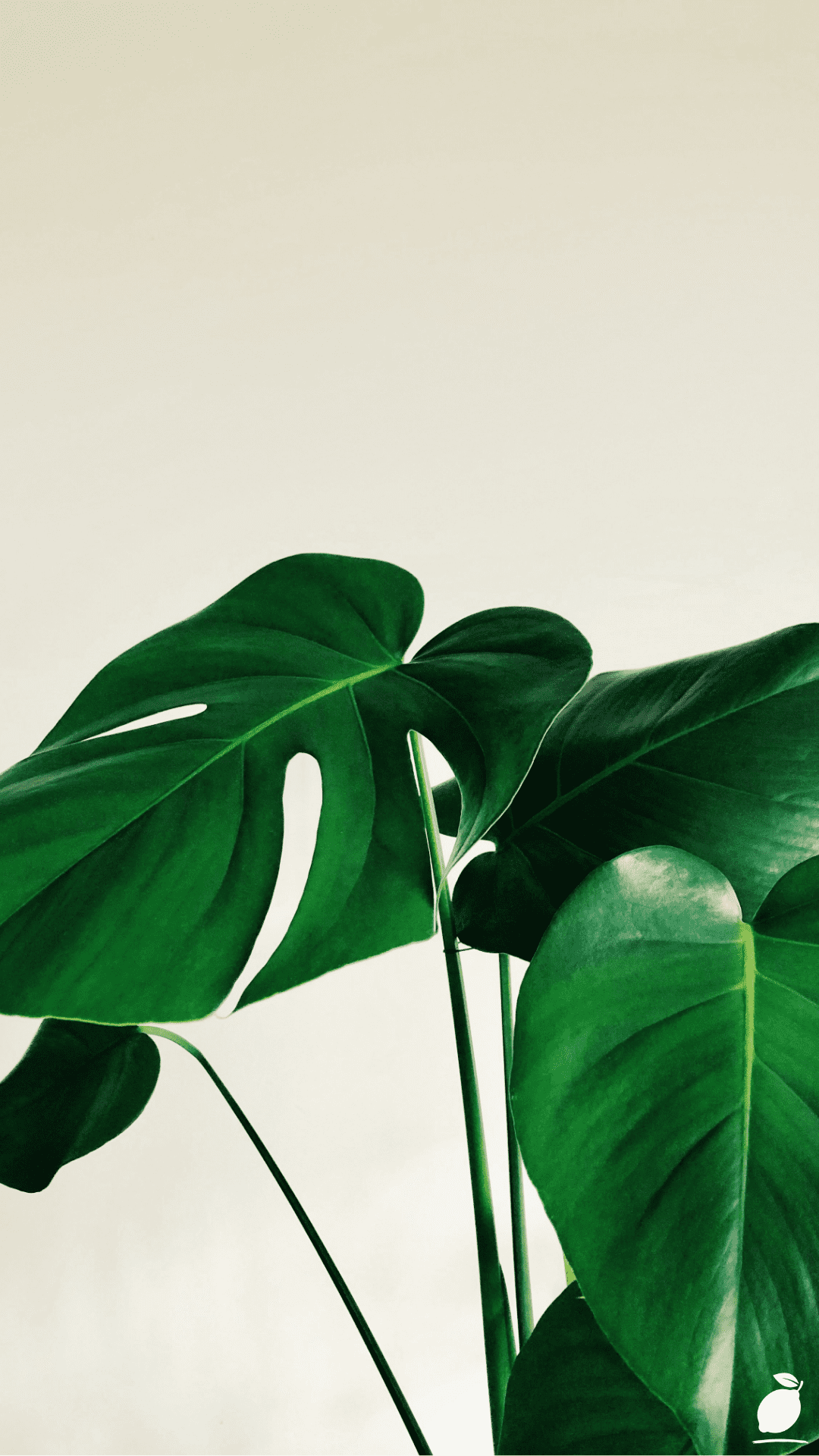 How and When To Fertilize Indoor Plants