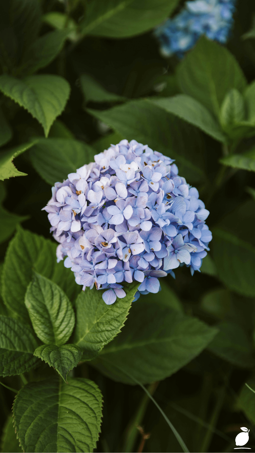 Companion Plants For Hydrangeas