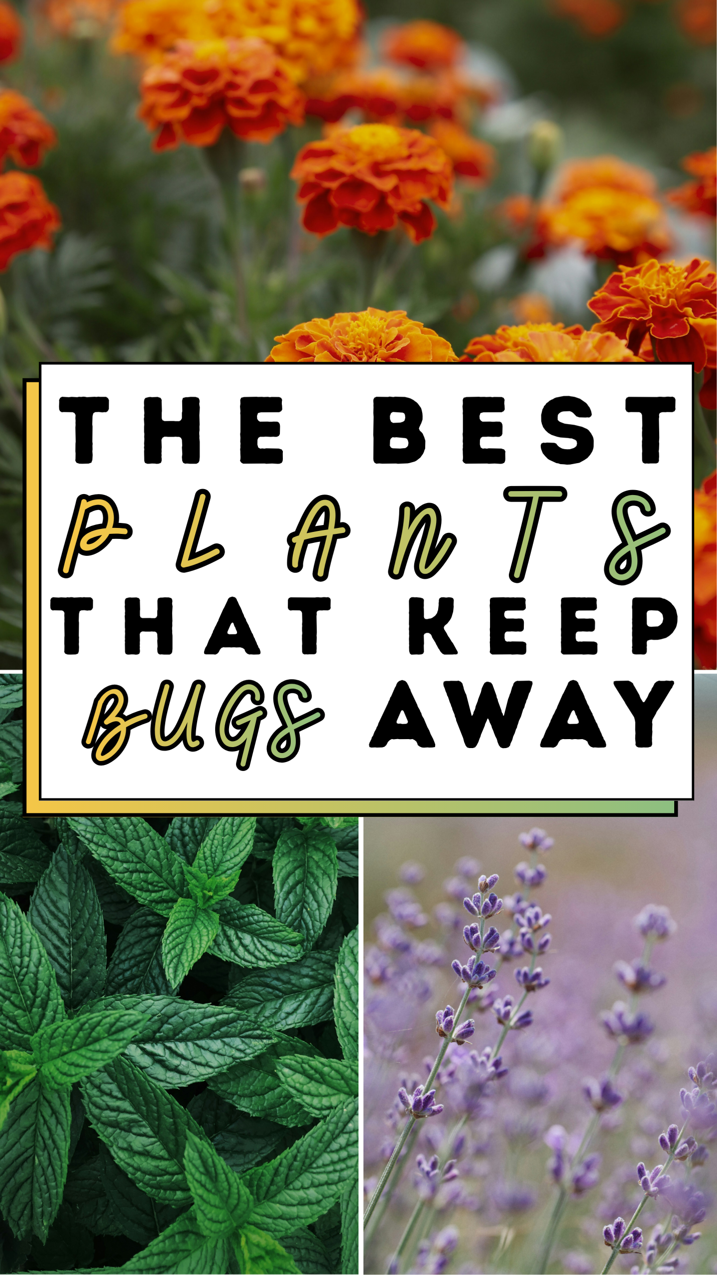 The Best Plants That Keep Bugs Away