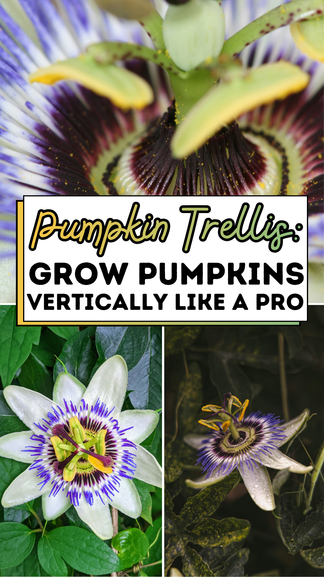 Pumpkin Trellis: Grow Pumpkins Vertically Like a Pro