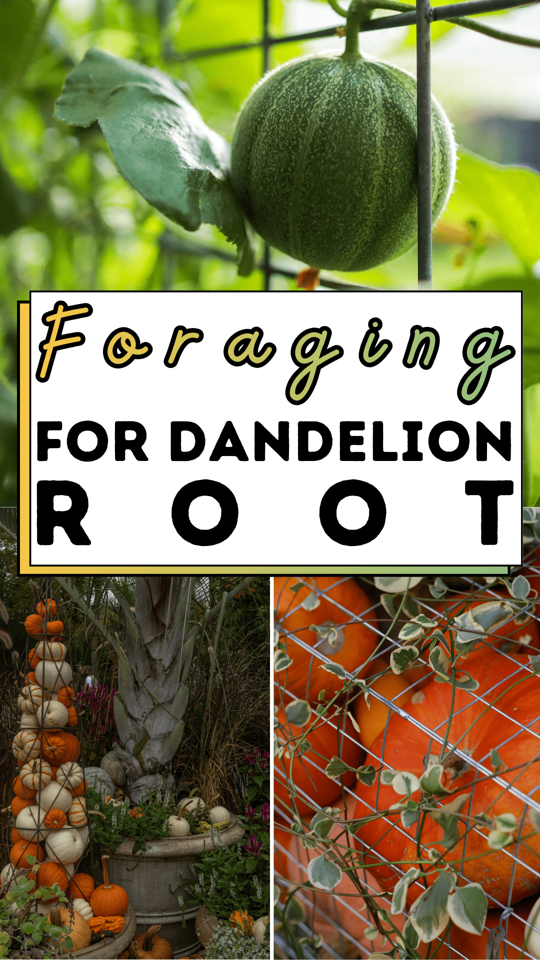 Foraging for Dandelion Root