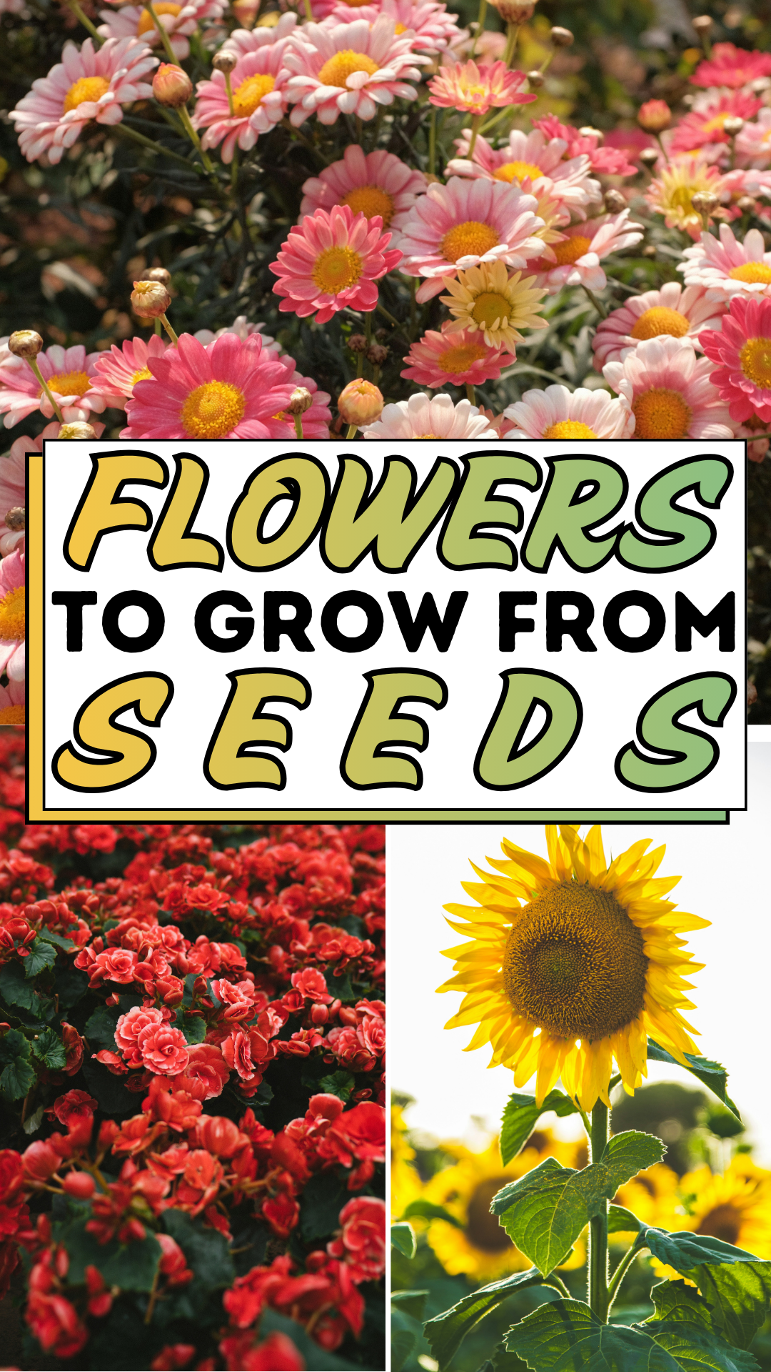 Flowers To Grow From Seeds