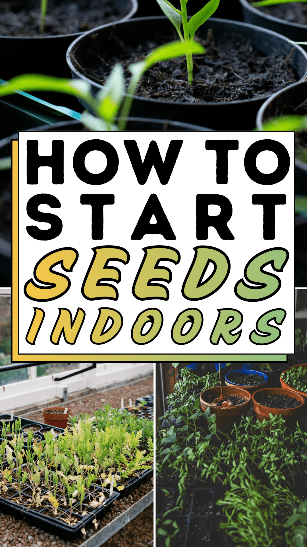 How To Start Seeds Indoors
