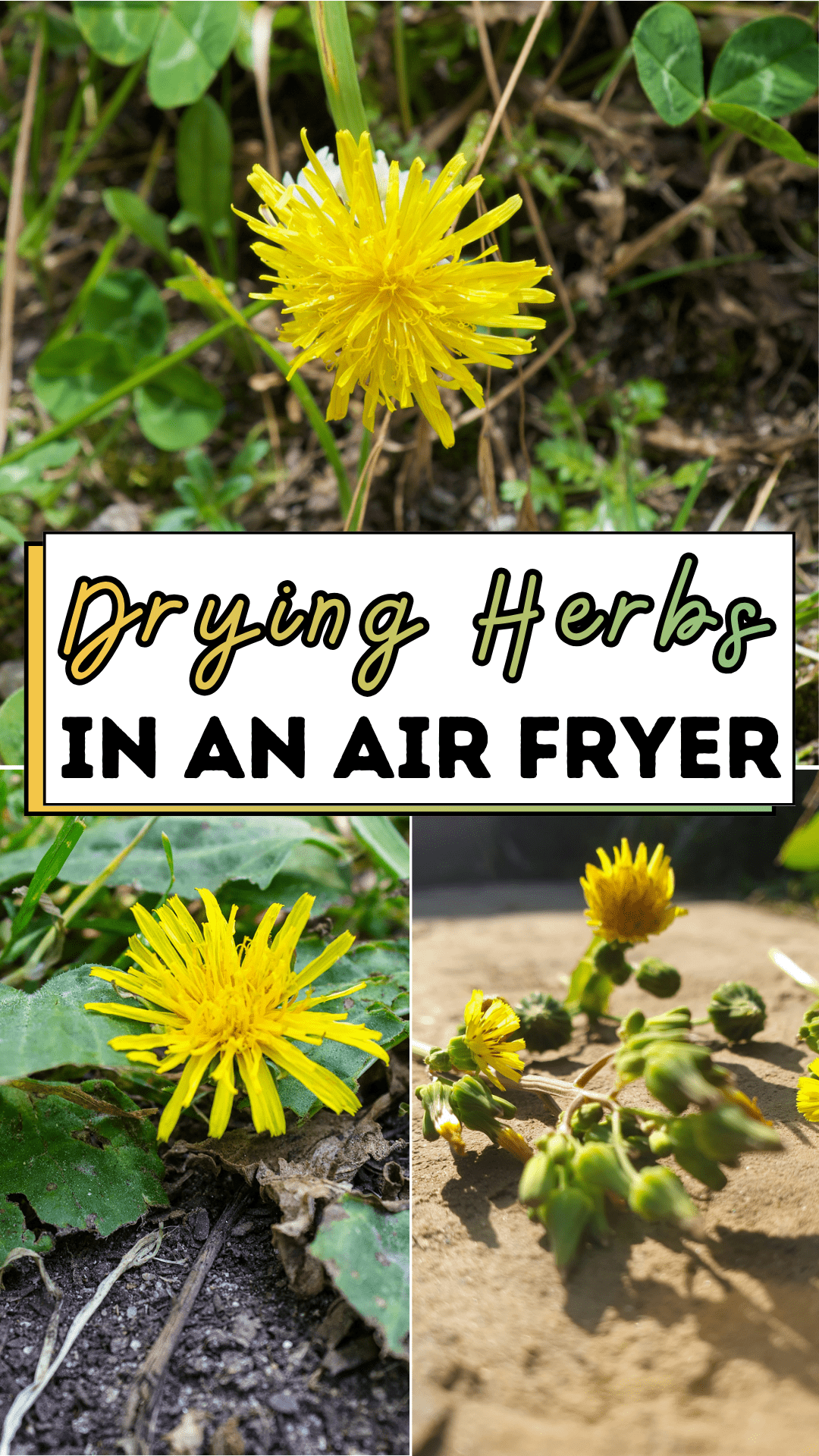 Drying Herbs in an Air Fryer