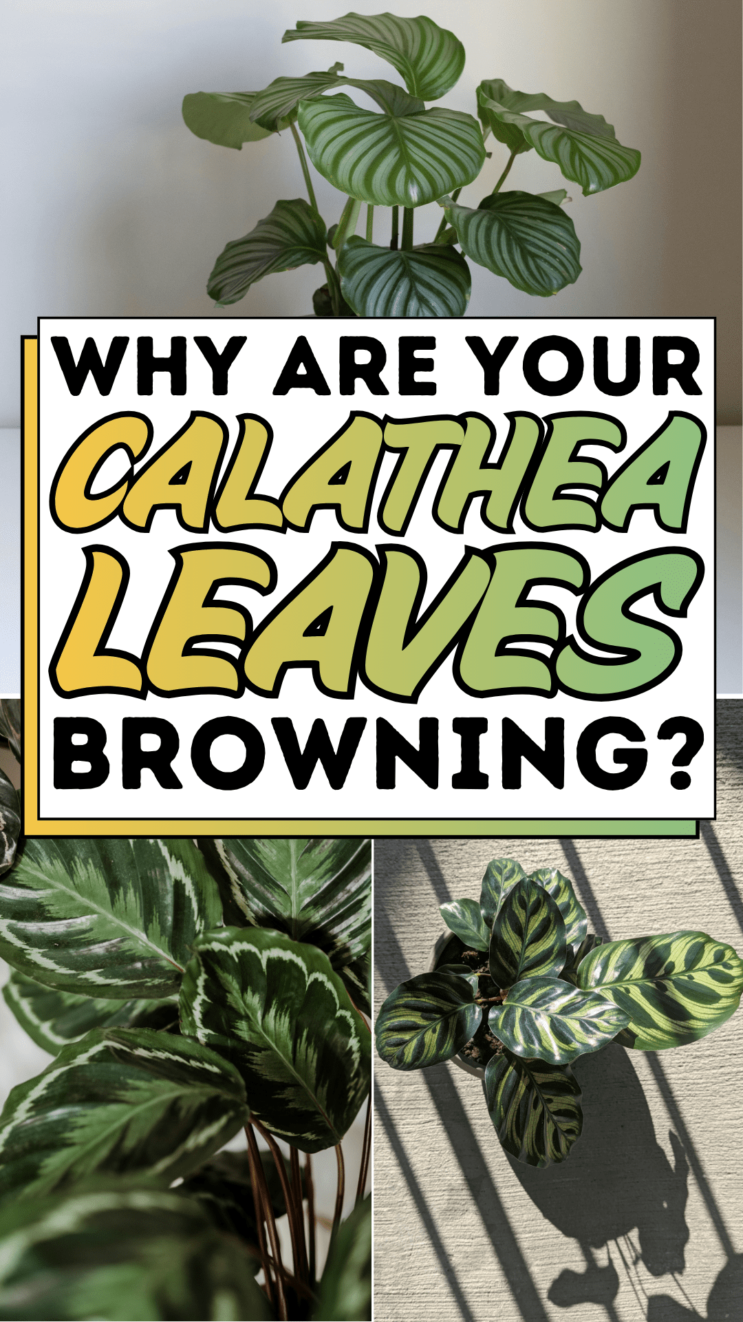 Why Are Your Calathea Leaves Browning?