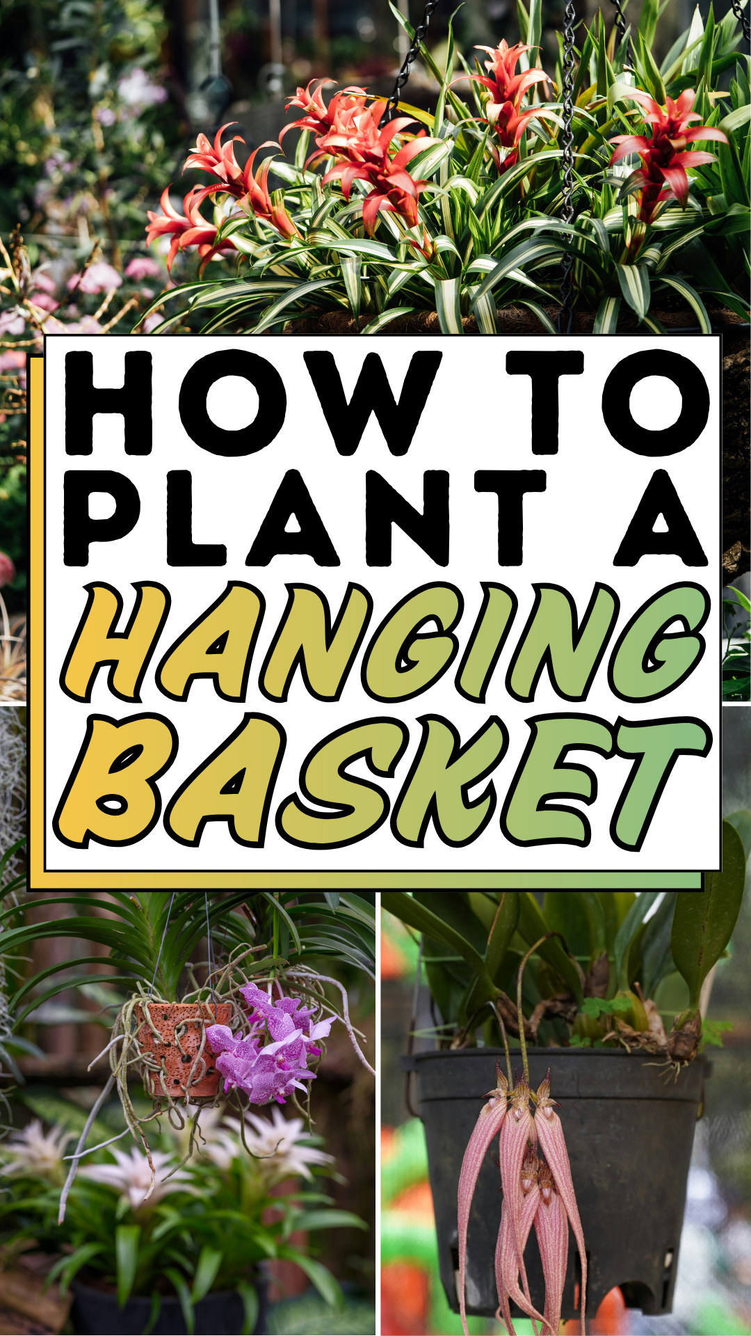 How To Plant a Hanging Basket