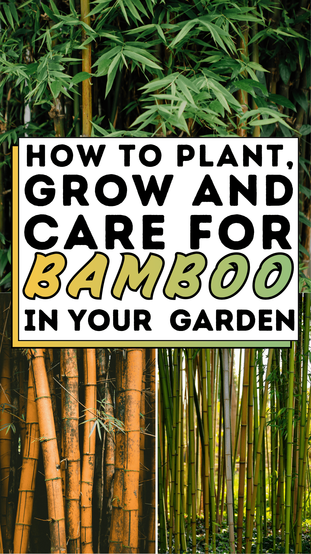 How to Plant, Grow and Care For Bamboo In Your Garden
