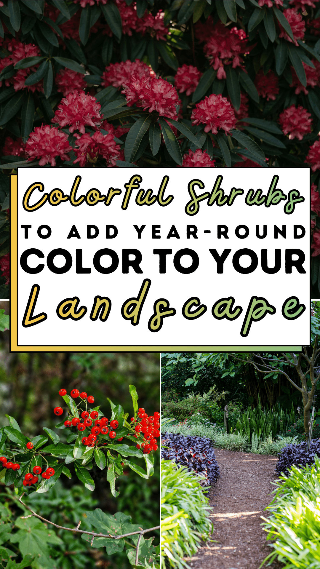 Colorful Shrubs to Add Year-Round Color to Your Landscape