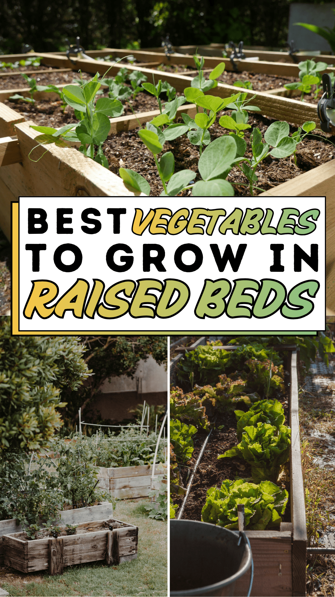 Best Vegetables To Grow in Raised Beds