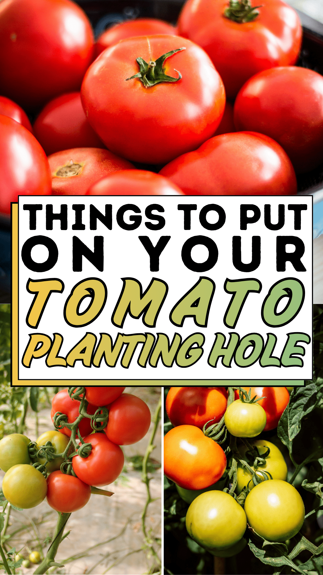 Things to Put On Your Tomato Planting Hole