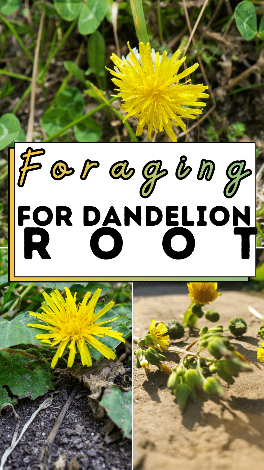 Foraging for Dandelion Root