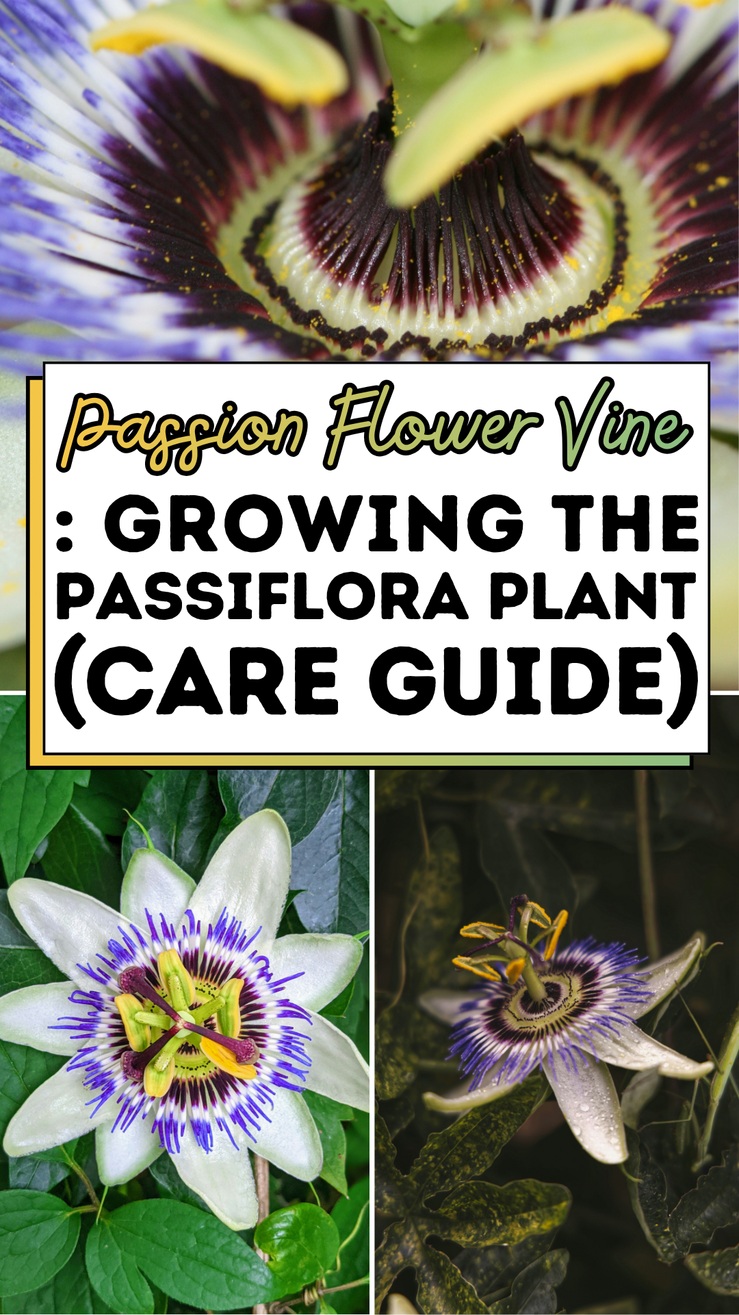 Passion Flower Vine: Growing The Passiflora Plant (CARE GUIDE)